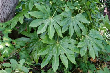Parlak yeşil yapraklar, bahçedeki yeşil yapraklar taze.