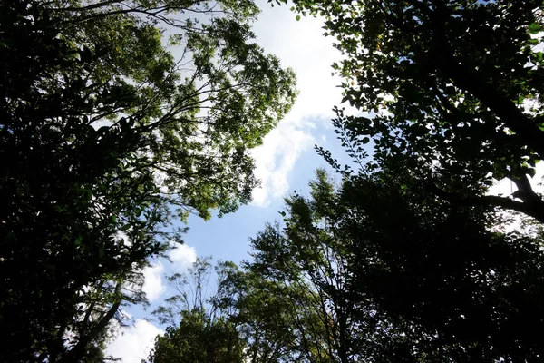 Bäume Voller Frischer Grüner Blätter Grüner Wald Schöne Landschaft — Stockfoto