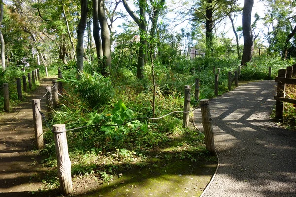 Parque Calçadão Encantador Através Bosques Suburbanos Arborizados — Fotografia de Stock