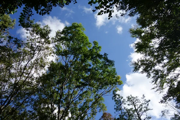 Pohon Yang Penuh Daun Hijau Segar Hutan Hijau Pemandangan Indah — Stok Foto