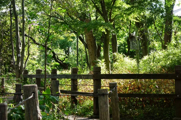 Parque Calçadão Encantador Através Bosques Suburbanos Arborizados — Fotografia de Stock