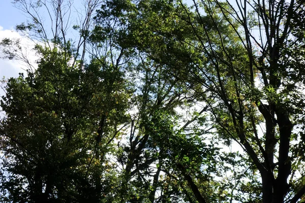 Bomen Vol Met Verse Groene Bladeren Groen Bos Prachtig Landschap — Stockfoto