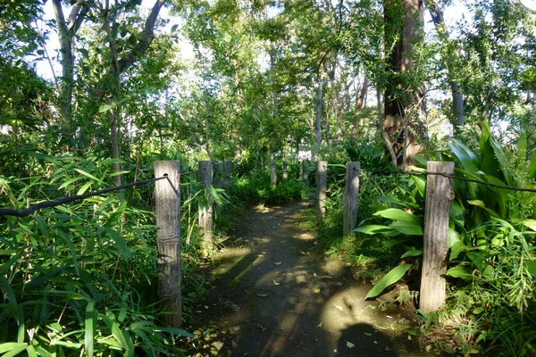 Park Ağaçlık Banliyö Ormanlarında Güzel Bir Sahil Yürüyüşü — Stok fotoğraf