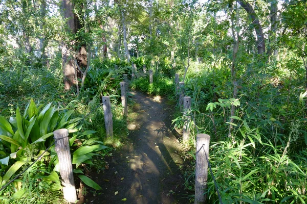 Parque Precioso Paseo Marítimo Través Arboledas Arboladas Suburbanas — Foto de Stock