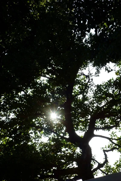 Árboles Llenos Hojas Verdes Frescas Bosque Verde Hermoso Paisaje —  Fotos de Stock