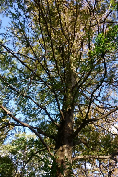 Fák Tele Friss Zöld Levelekkel Zöld Erdő Gyönyörű Táj — Stock Fotó