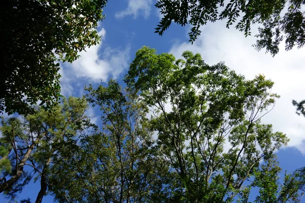 Дерева Повні Свіжого Зеленого Листя Зелений Ліс Красиві Пейзажі — стокове фото