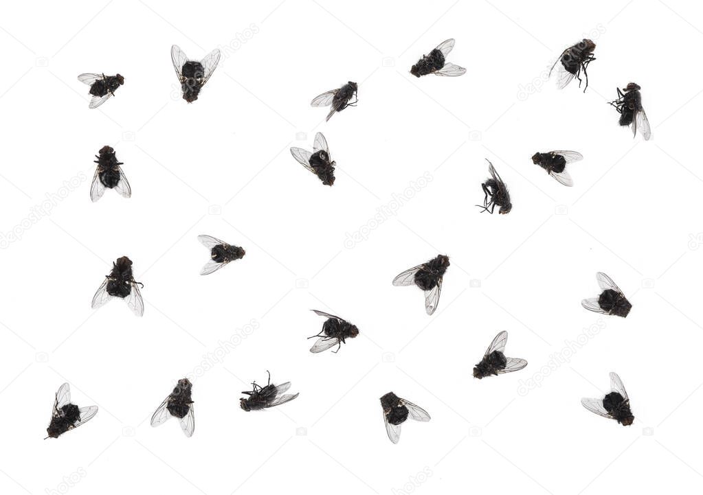 many dead flies isolated on white background
