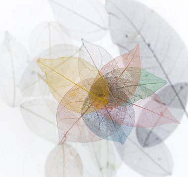 makro renkli iskelet ve yaprak damarları