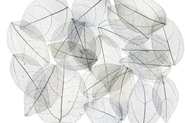 makro renkli iskelet ve yaprak damarları