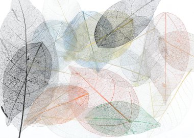 İskelet Yaprakları Çiçek Bileşimi, şeffaf mavi yapraklar