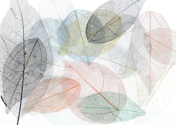 İskelet Yaprakları Çiçek Bileşimi, şeffaf mavi yapraklar