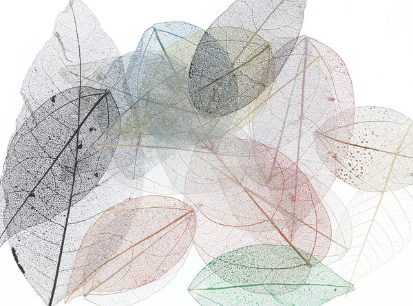 Renkli kuru çiçek yapraklarının şeffaf arkaplan dokusu