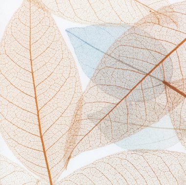 Renkli kuru çiçek yapraklarının şeffaf arkaplan dokusu