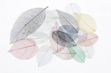 Renkli kuru çiçek yapraklarının şeffaf arkaplan dokusu