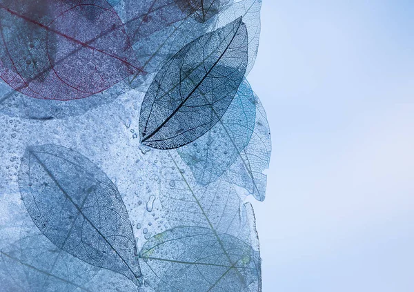 Skelet Bladeren Bloemen Samenstelling Transparante Blauwe Bladeren — Stockfoto