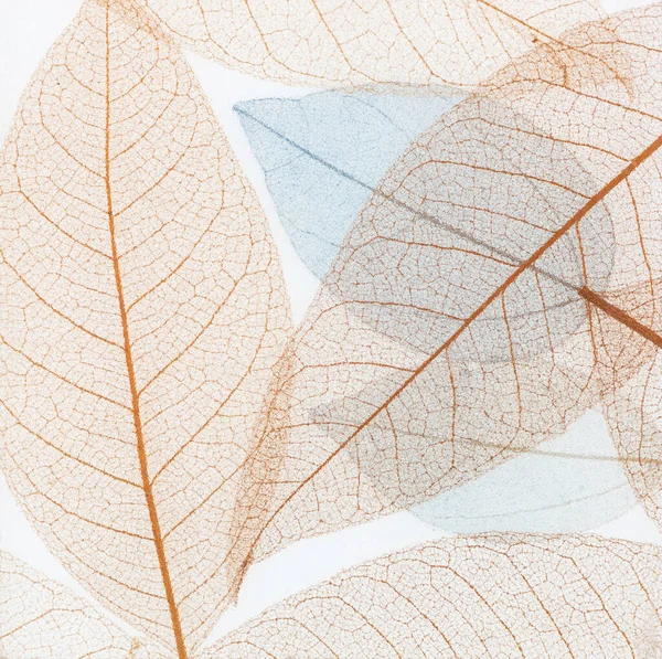 Renkli kuru çiçek yapraklarının şeffaf arkaplan dokusu