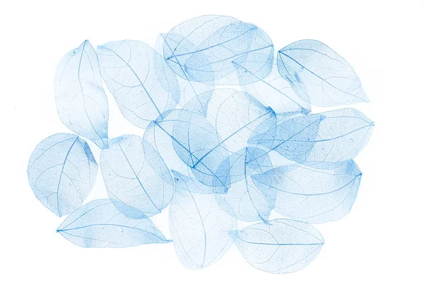 Skeleton Leaves Flower Composition Transparent Blue Leaves — 스톡 사진