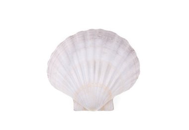 İncili dekoratif deniz kabuğu. 