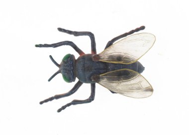 Ölü sinek beyaz arkaplanda izole edilmiş