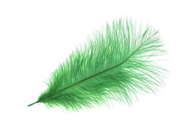 Beyaz arkaplanda yeşil tüy