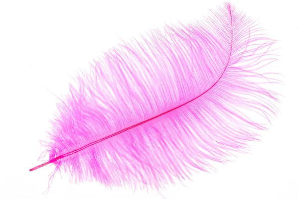 Purple Feather Isolated White Background — Stock Photo, Image