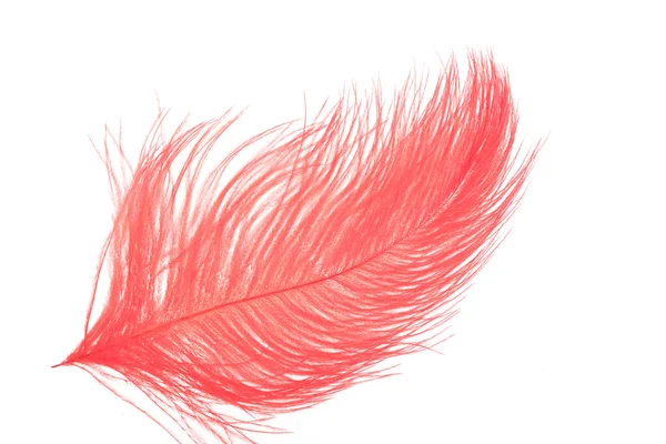 Red Feather White Background — Stock Photo, Image