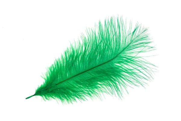 Green Feather White Background — Stock Photo, Image