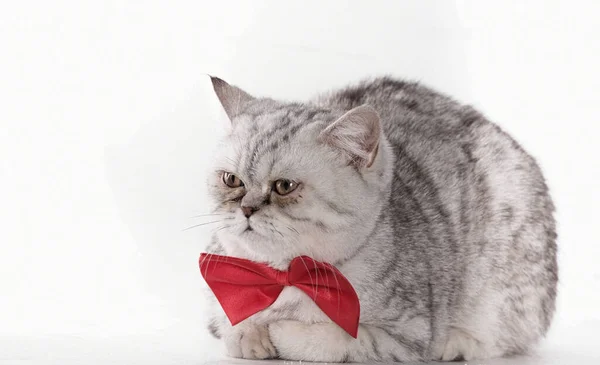 头戴领结的灰猫 — 图库照片