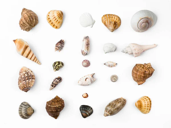 Coleção Conchas Marinhas Isoladas Sobre Fundo Branco — Fotografia de Stock