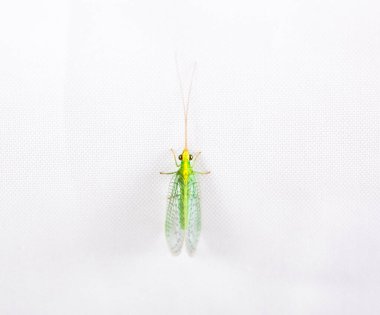 Geç kanat böceği beyaz arkaplanda izole edildi