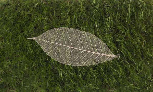 Feuilles Transparentes Sur Mousse Verte — Photo