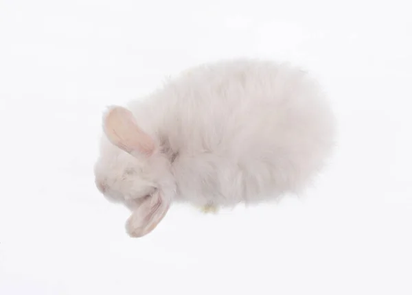 Λευκό Κουνέλι Που Απομονώνονται Λευκό Φόντο — Φωτογραφία Αρχείου