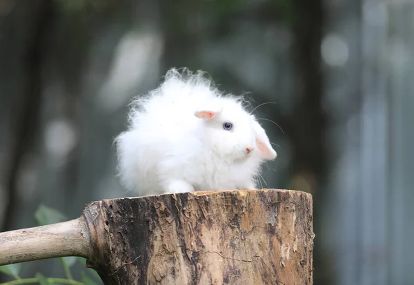 Coniglio Bianco Morbido Ceppo — Foto Stock