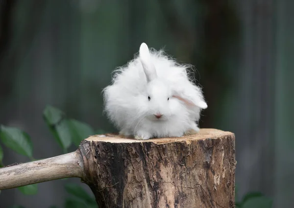 白いふわふわのウサギが切り株に — ストック写真