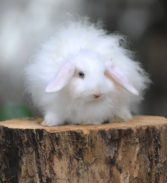 Lapin Pelucheux Blanc Sur Une Souche — Photo