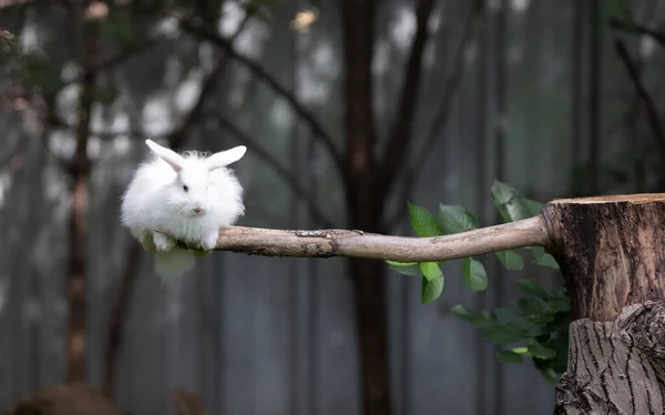 Weißes Flauschiges Kaninchen Auf Einem Ast — Stockfoto