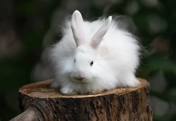 Weiße Flauschige Kaninchen Auf Einem Baumstumpf — Stockfoto