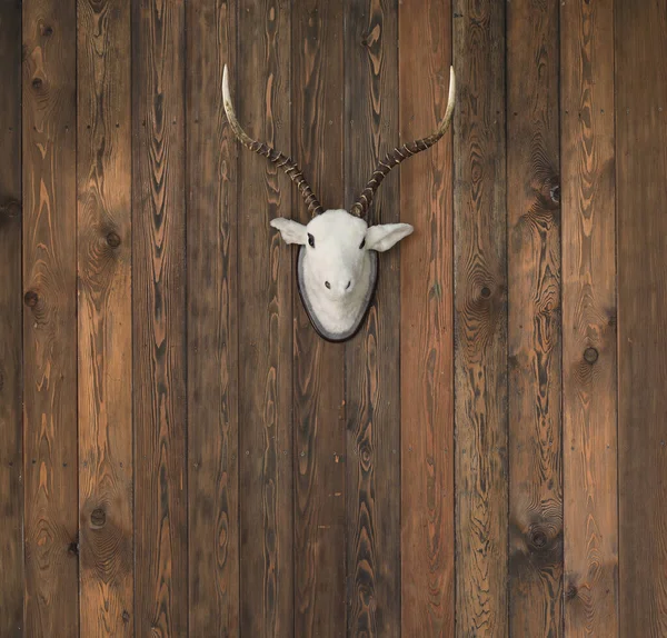 Deer Head Antlers Old Wooden Wall — Stock Photo, Image