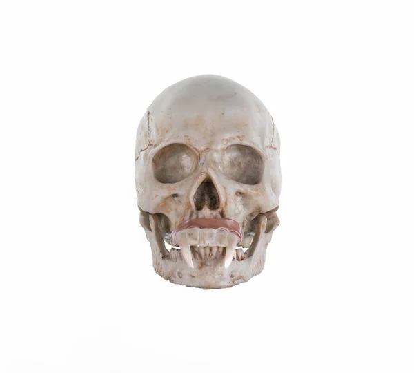 Vampire Skull Isolated White Background — Stock Photo, Image