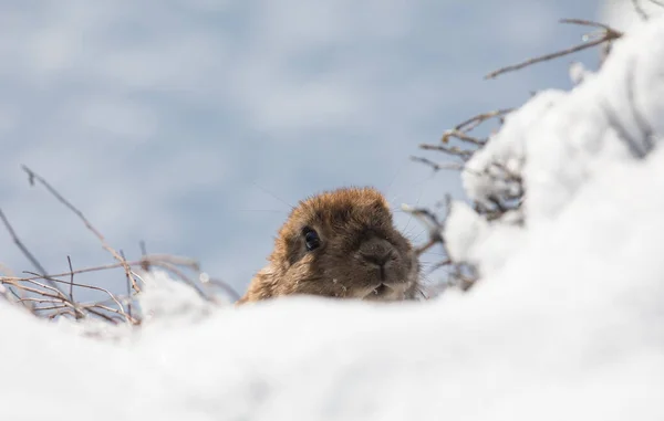 Marmotta Nella Neve Inverno Groundhog Day — Foto Stock