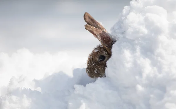 Кролики Снегу Зайчик Зимой Белый Заяц — стоковое фото
