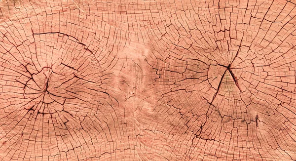 灰の木の幹の断面と成長リング — ストック写真