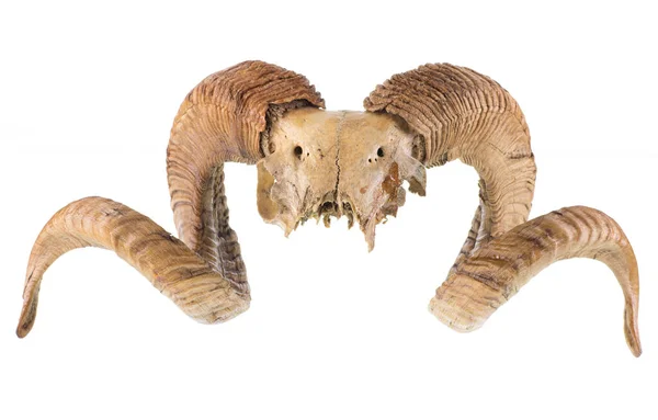 Goat Horns Skull Isolated — Stock Photo, Image