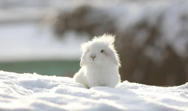 Белый Смешной Пушистый Кролик Снегу — стоковое фото