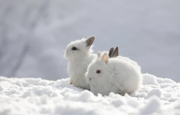 雪の中の3つの白い面白いふわふわのウサギ — ストック写真