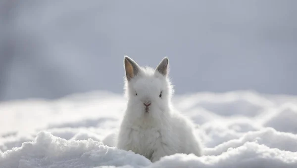 雪地里的白色滑稽毛茸茸的兔子 — 图库照片