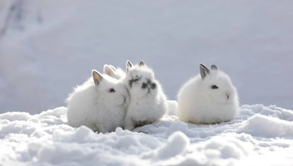 Три Белых Забавных Пушистых Кролика Снегу — стоковое фото
