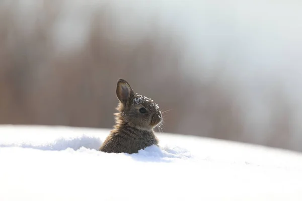 Una Lepre Bianca Erge Sulla Neve — Foto Stock