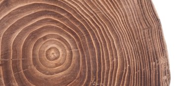 Kül ağacının gövdesinin büyüme halkalı kesiti